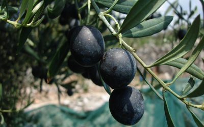 Olive Oil Times parla delle Olive di Cosmo Di Russo